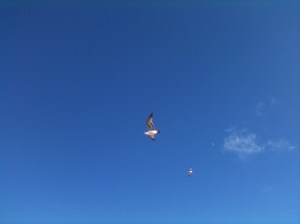 Gulls