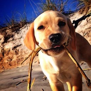 Quincy and his stick