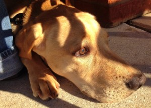 Young yellow dog's story: the world is scary but I think I'm brave enough to watch it from the safety of mom's feet.